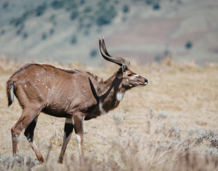 mountain-nyala-.webp mountain nyala in the wil