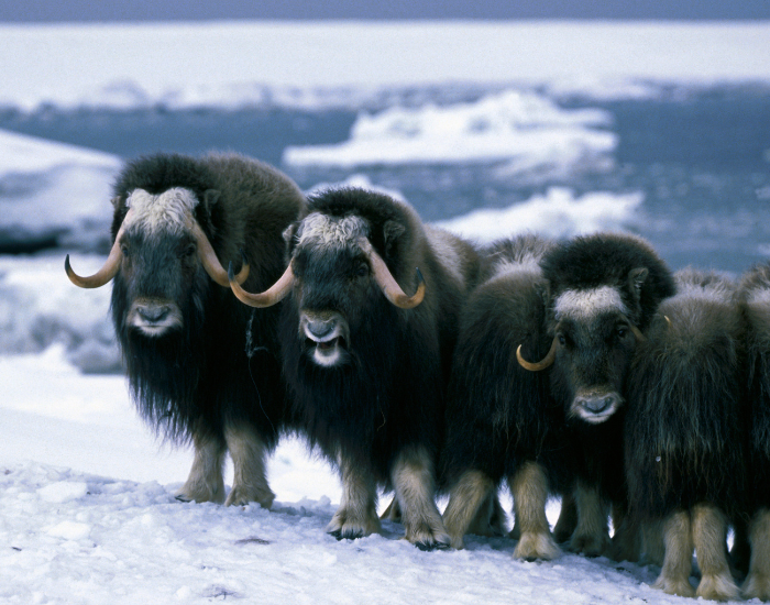 musk-oxen-1.webp three musk oxen in the wild over sno