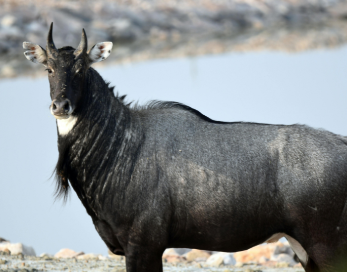 close up of a nilgai with a lake on the background