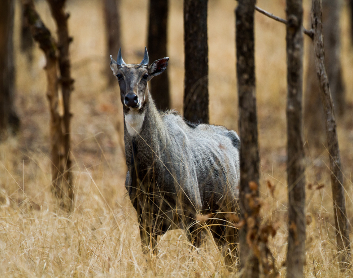 nilgai-forest.webp Nilgai in the wild