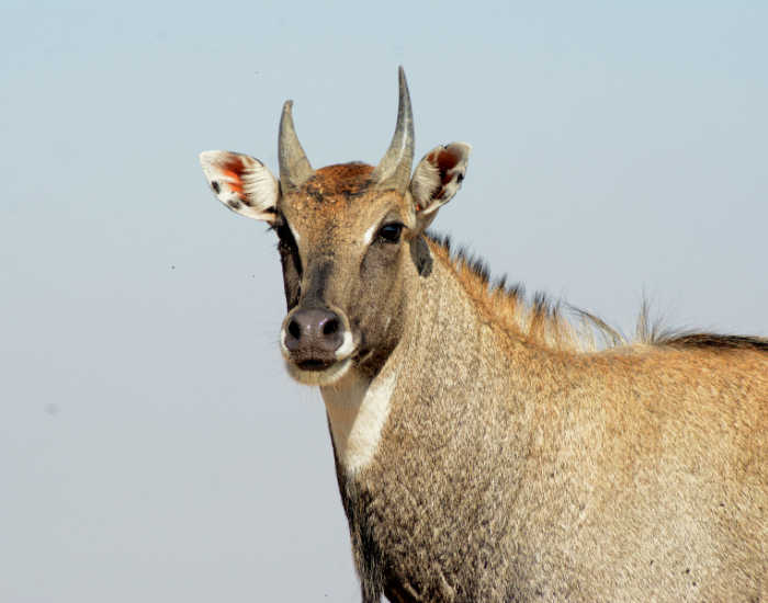 nilgai-grazing-3.webp clos eup of a nilgai