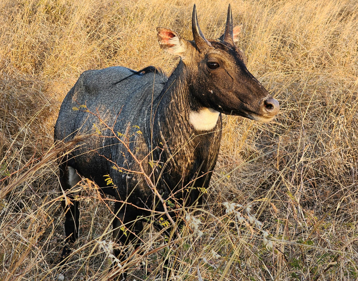 nilgai-grazing.webp nilgai close up