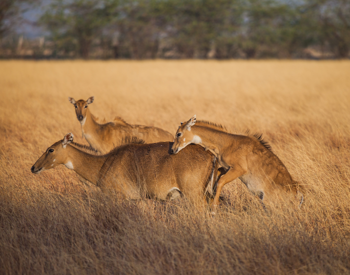nilgai-herd.webp Group of nilgais in a grassland