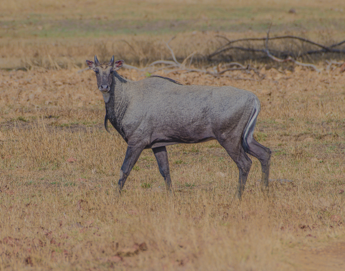nilgai-walking-wild.webp nilgai walking on dry grass