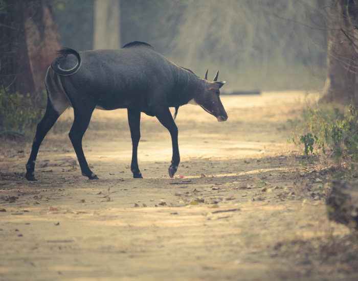 nilgai-wlaking.webp nilgai walking on a dirt road