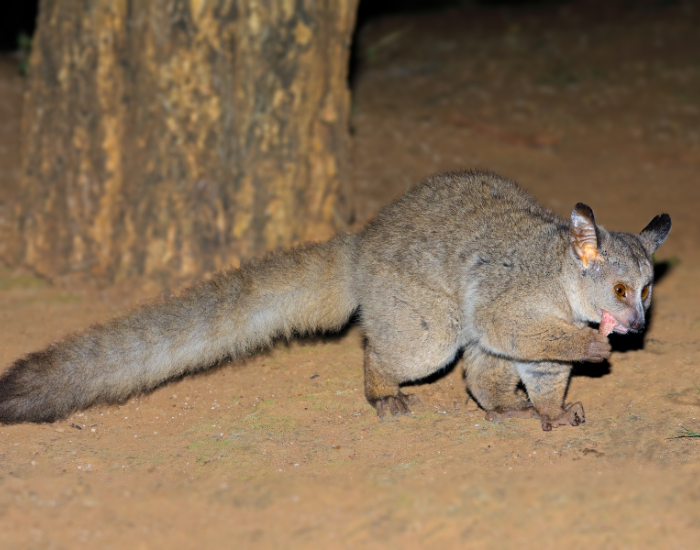 A bushbaby walking on the ground