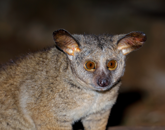 close up of a galago bushbaby