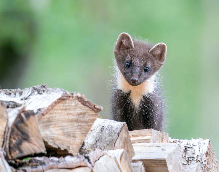 Pine marten standing over a fallen log looking at the camera
