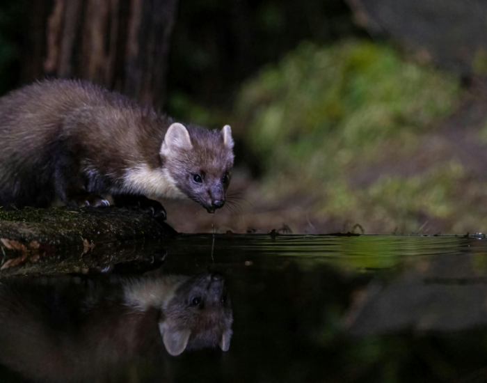 pine marten next to a water hole about to drink water in the wild