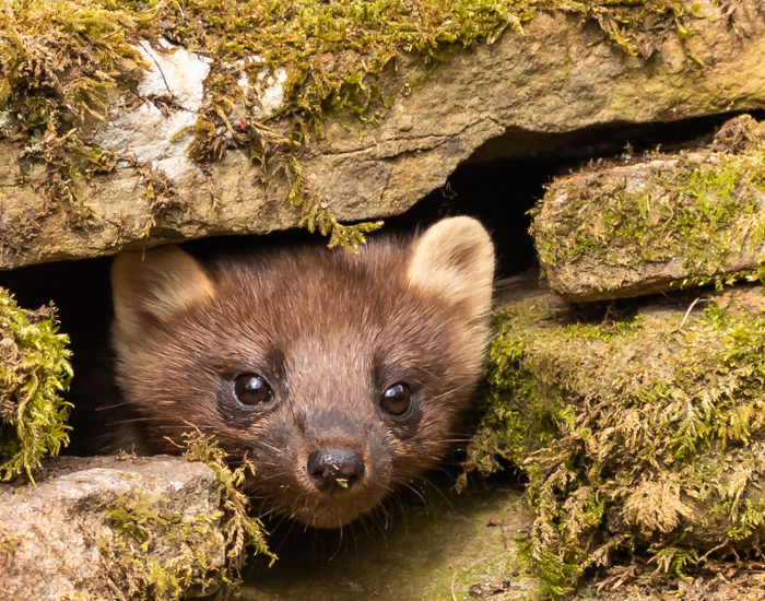 close up of a pine marten inside a hollow of a fallen log