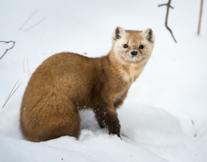 a pine marten standing over snow