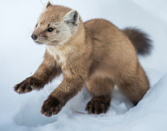 pine marten jumping in the snow
