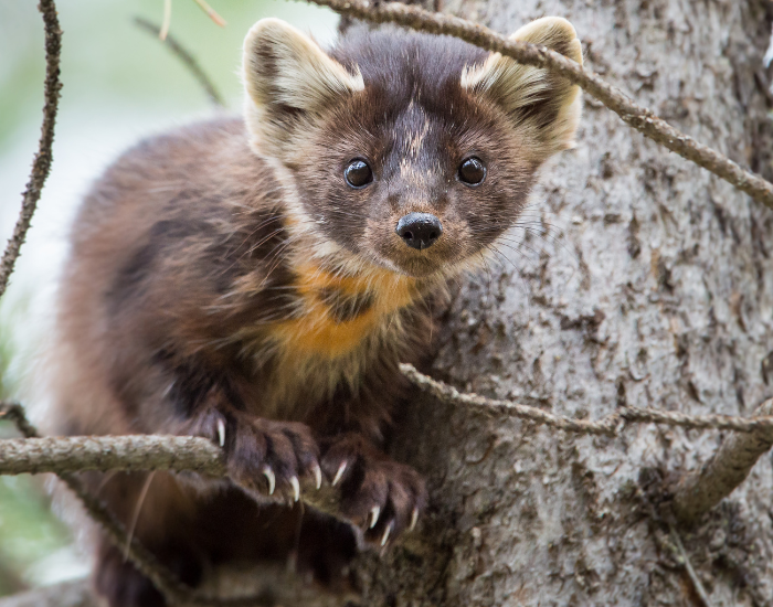 a pine marten on a tree close up