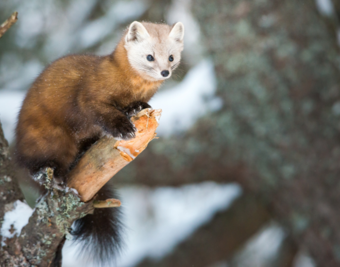 pine marten on a tree in the wild