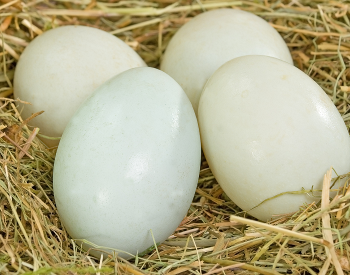 ruddy-duck-nest-eggs.webp close up of duck eggs