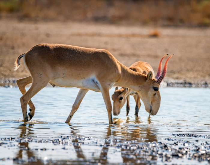 saiga-antelope-and-calf.webp saiga antelope and its calf in the wild