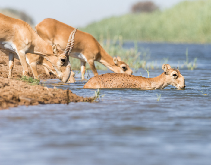 saiga-antelope-crossing-river.webp group of saiga antelope crossing a river