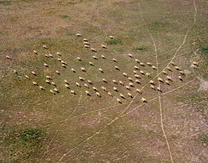 saiga-antelope-herd.webp