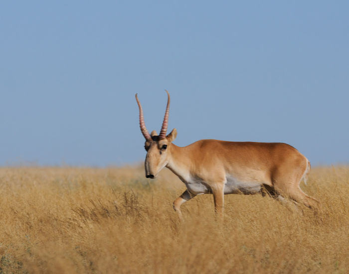 saiga-antelope-walking-grassland.webp Saiga antelope walking on a grassland