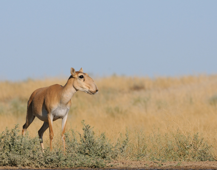 saiga-antelope.webp saiga antelope walking on a grassland