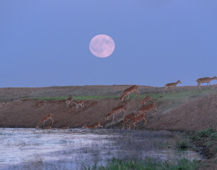 saiga-antelopes-moon.webp panoramic view of a landscape with a herd of a saiga antelopes walking and a big moon on the background