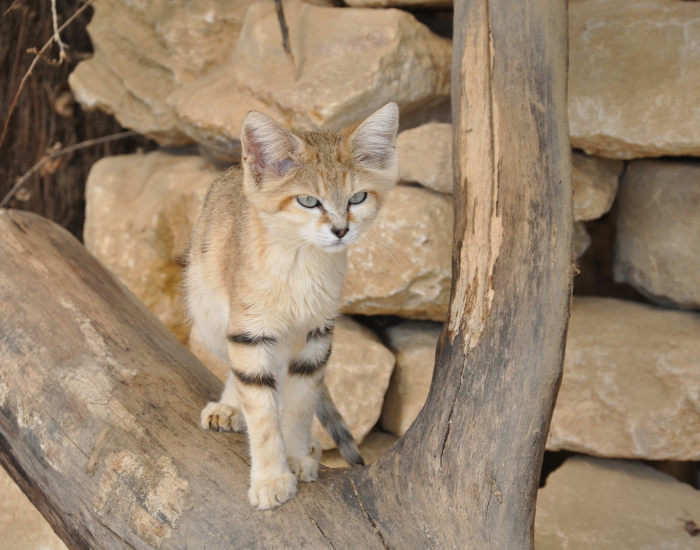 sand-cat-3.webp sand cat in the wild