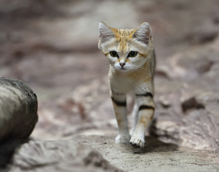 sand-cat-8.webp african wild cat walking