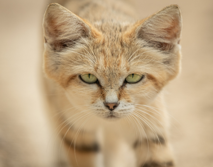 sand-cat-9.webp Close up of a sand cat