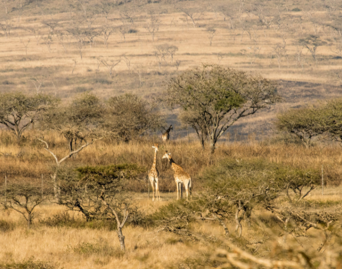 savanna-2.webp african savanna seen from above and two giraffes running