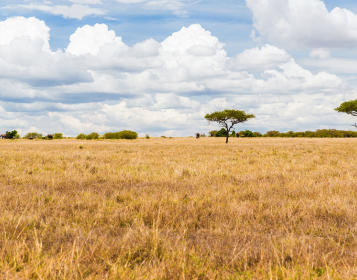 savanna.webp panoramic photo of the savanna
