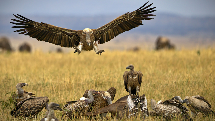 a big vulture landing in the african savanna next to carcasses