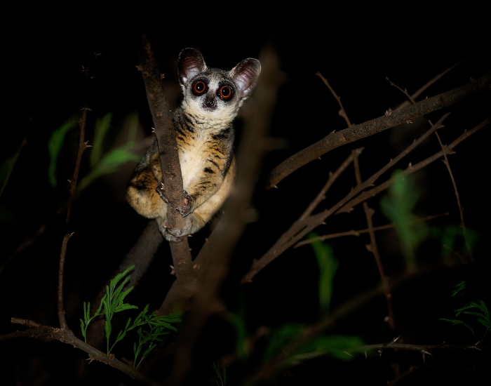 a bushbaby on a tree at night