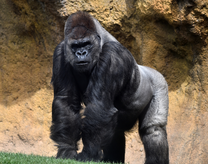 silver-backed-gorilla-male.webp male gorilla in the wild