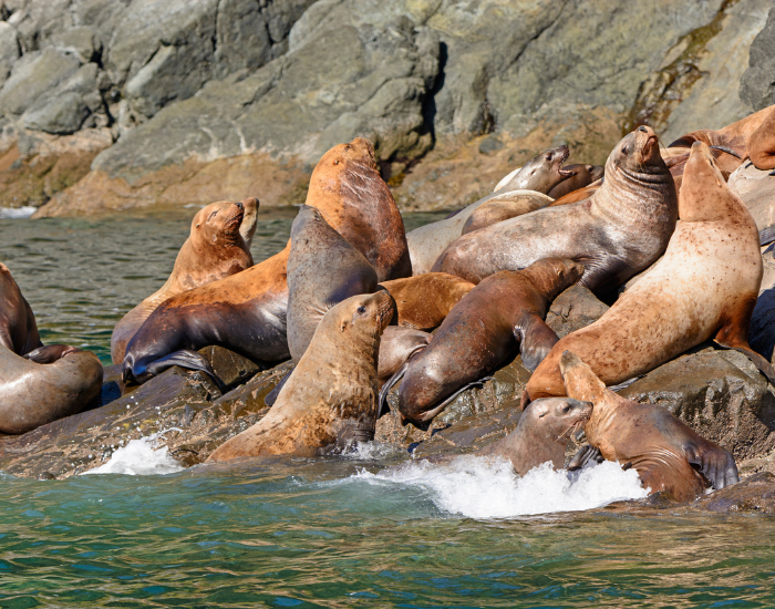 Group of stellar sea lion over a rock next to the beach