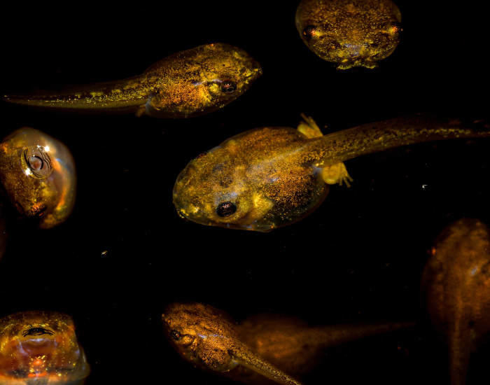 cuban tree frogs tadpoles