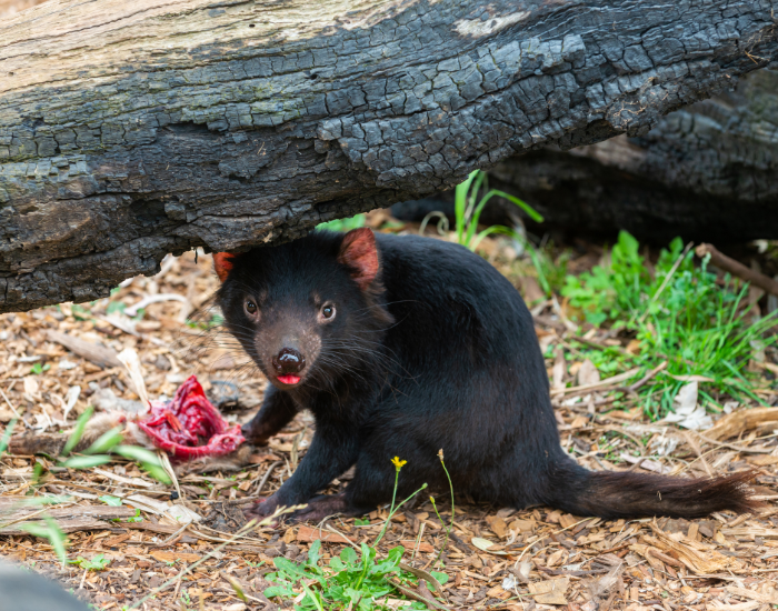 Tasmanian devil eating meat