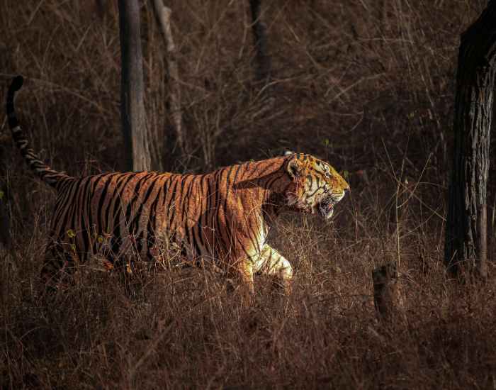 tiger.webp tiger walking