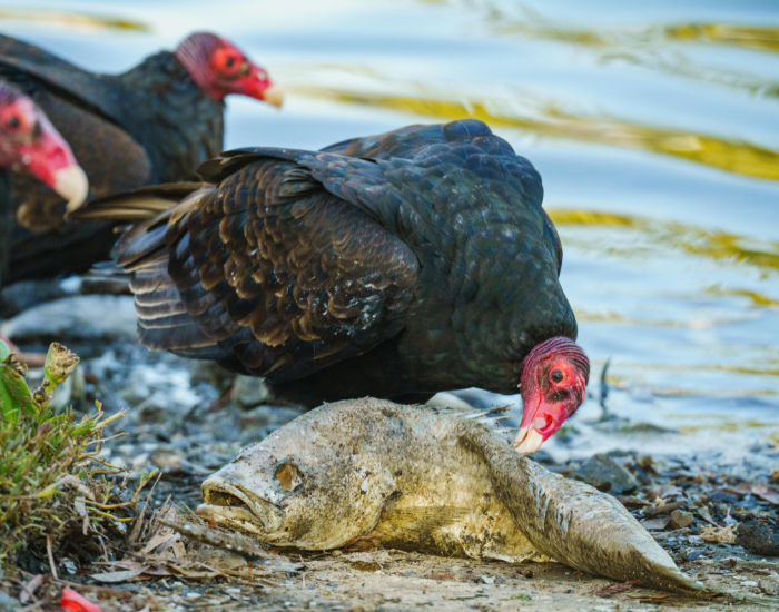 A TURKEY VULTURE EATING A DEAD FISH IN THE WILD NEXT TO A RIVER
