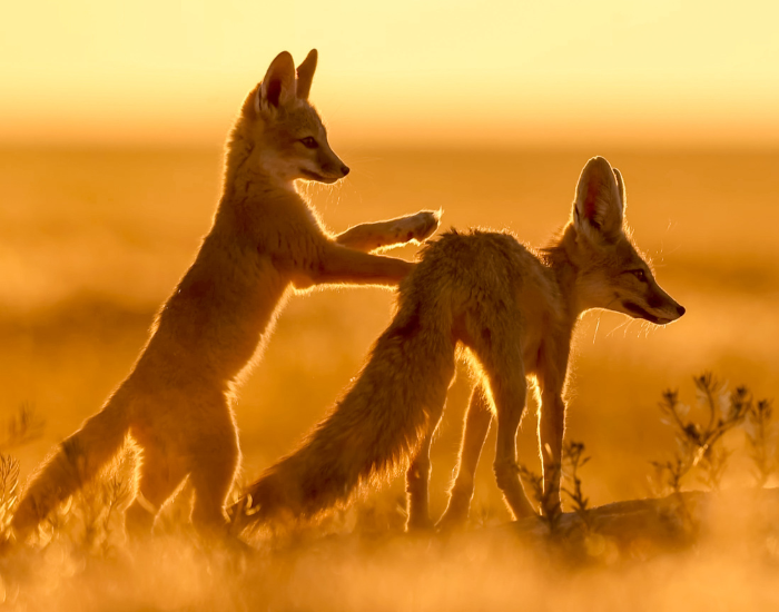 two kit foxes in the wild playing
