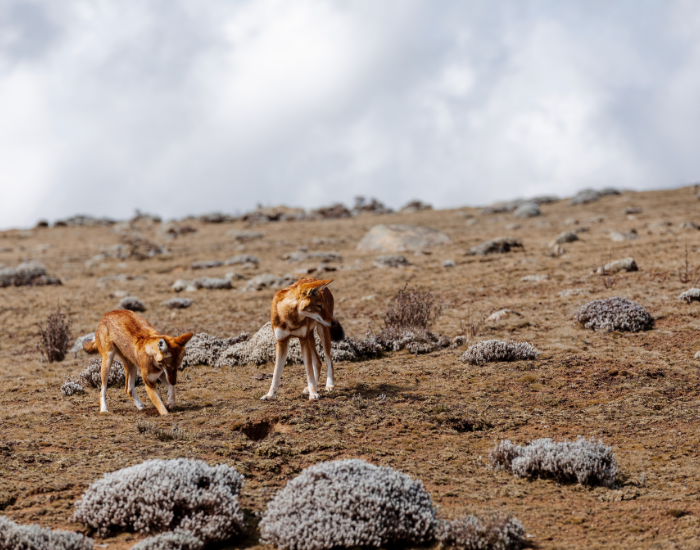 two-wild-Ethiopian-wolf.webp two Ethiopian wolves in the wild