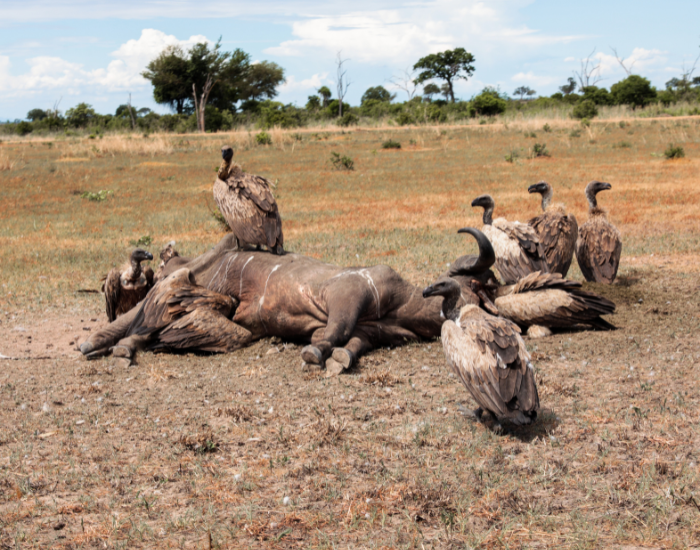 vultures.webp group of vultures eating dead animal carrion