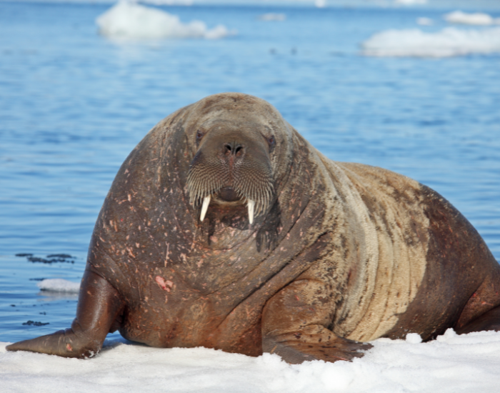 walrus-ice-cap.webp walrus laying on an ice cap