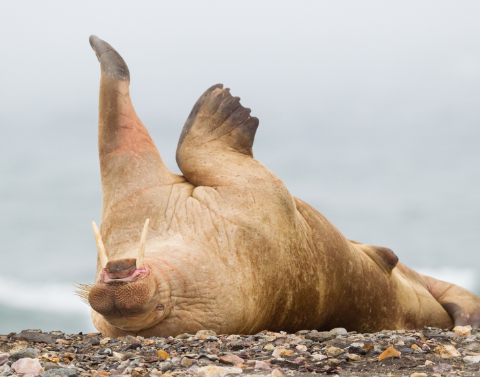 walrus-laying-5.webp walrus hauled out on the beach