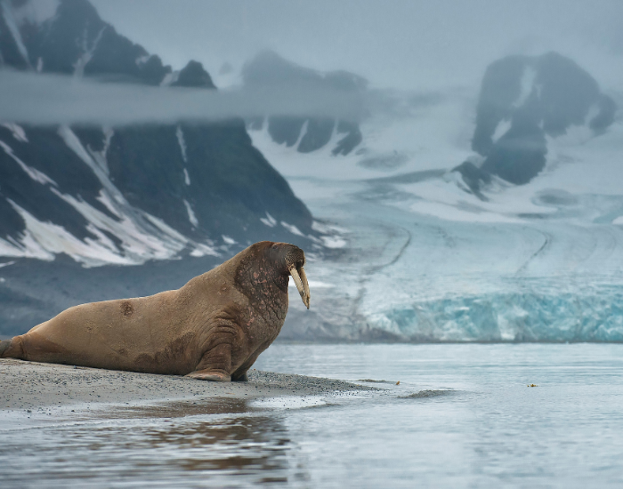 walrus-scar-10.webp a walrus in the wild with mountains and iceberg behind