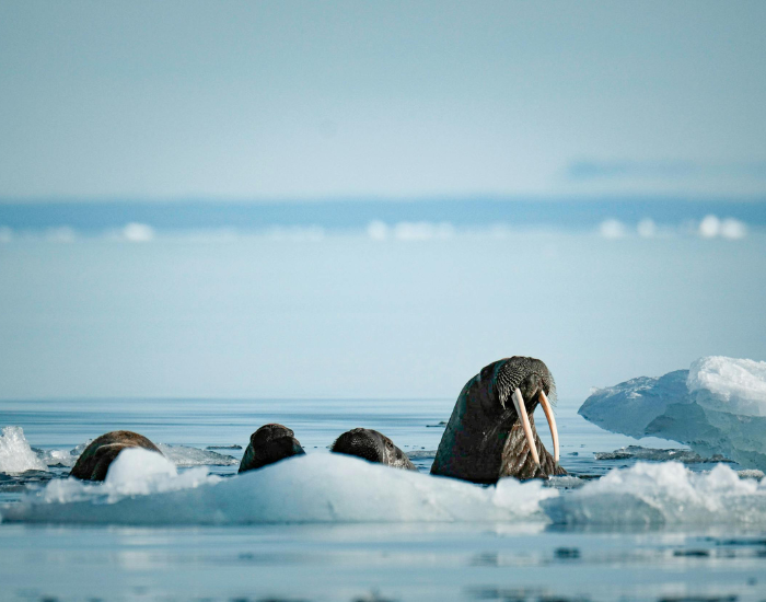walrus-scar-4.webp walruses behind ice