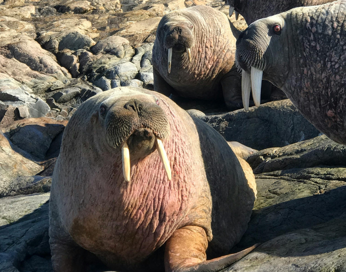 walrus-scar-5.webp close up of three walrus grouped