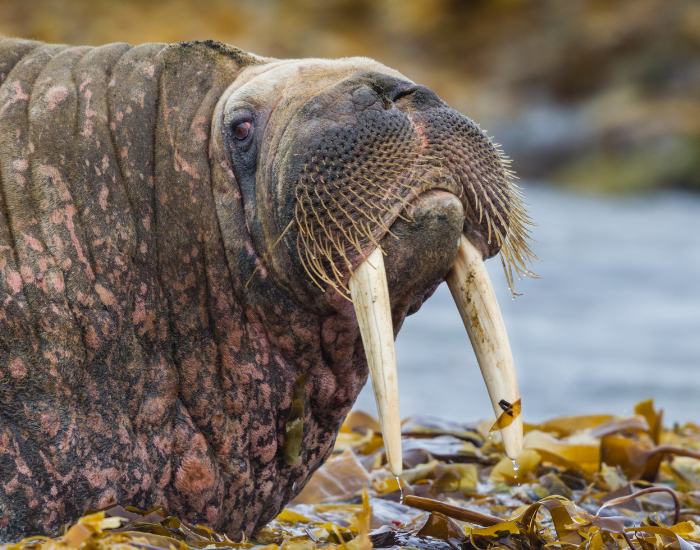 walrus-scar-8.webp close up of a walrus in the wild