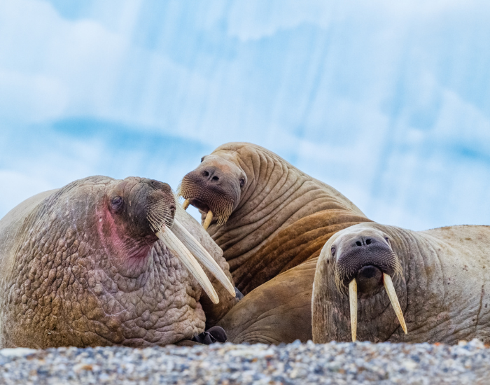 walrus-scar-9.webp three walrus laying on the ground with icebergs behind
