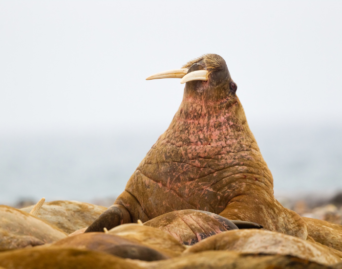 walrus-scar.webp walrus on the beach with many more alongside