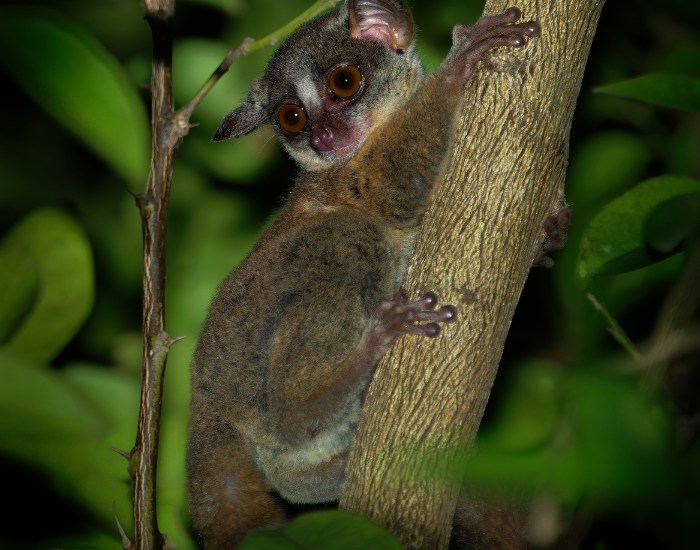 a zanzibar bush baby on a tree at night